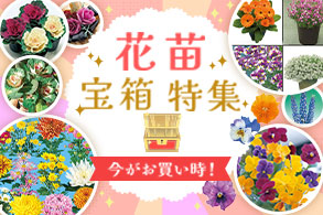 花苗宝箱特集