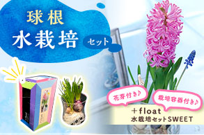 球根水栽培セット