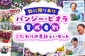 パンジー・ビオラ育成者別
