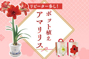 ポット植えアマリリス