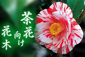 茶花向け花木