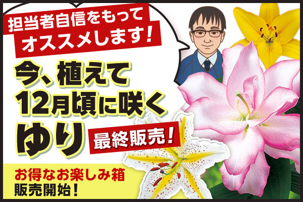 今植えて12月頃に咲くゆり