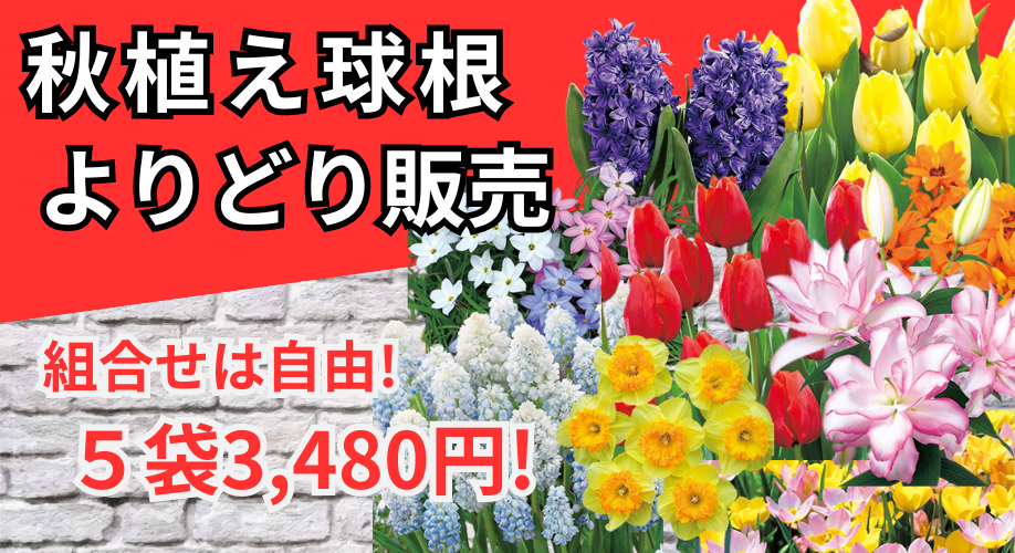 秋植え球根よりどり販売