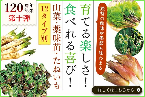 山菜