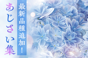 あじさい集