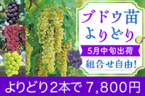 ぶどうよりどり販売