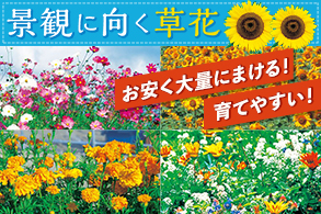 景観に向く草花
