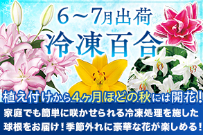 冷凍百合