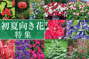 初夏向き花