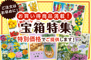 宝箱特集