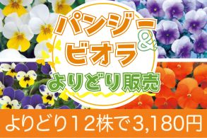 パンジービオラよりどり