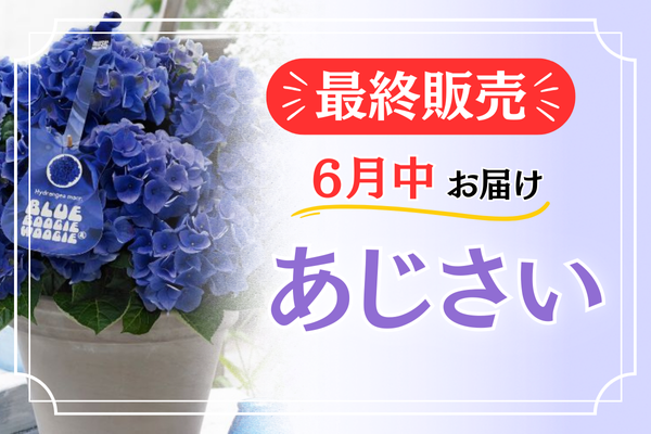 最終販売【あじさい】