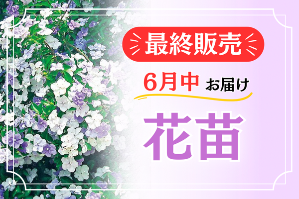最終販売【花苗】