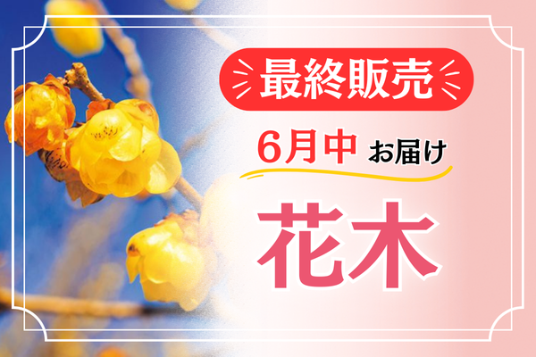 最終販売【花木】