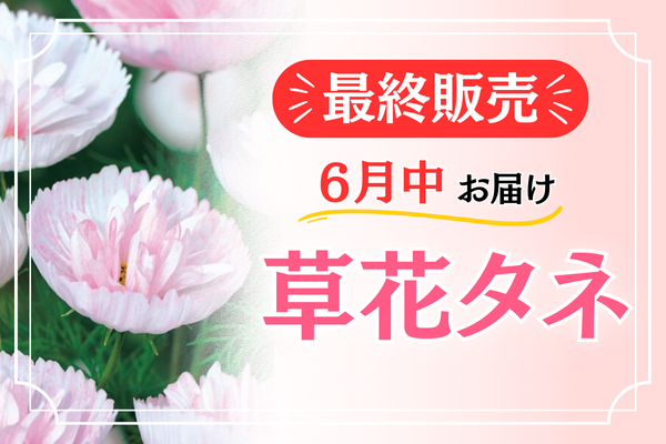 最終販売【草花タネ】