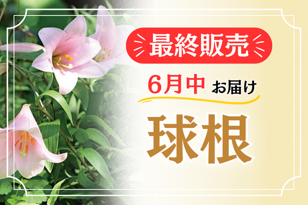 最終販売【球根】