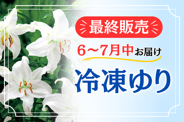 最終販売【冷凍ユリ】