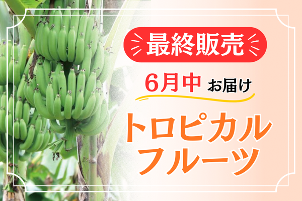 最終販売【トロピカルフルーツ】