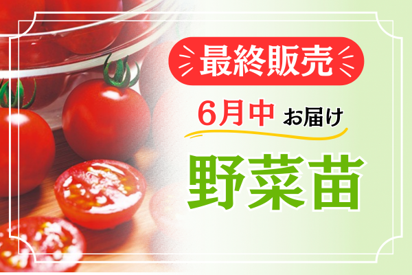 最終販売【野菜苗】