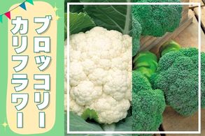 ブロッコリー・カリフラワー