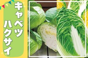 キャベツ・ハクサイ