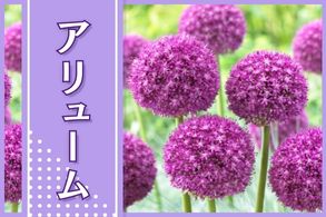 アリューム