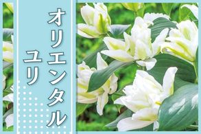 オリエンタルユリ