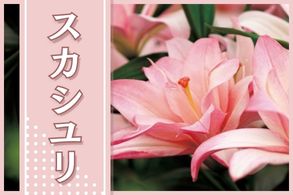 スカシユリ
