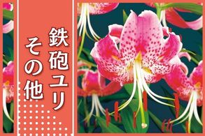 鉄砲ユリ&その他