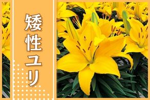 矮性ユリ