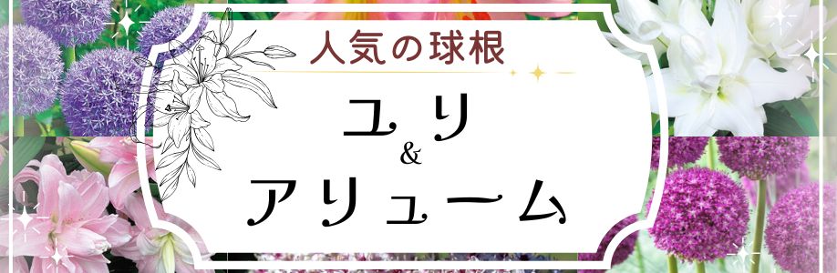 人気の球根　ユリ&アリューム