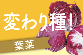 変わり種!葉菜