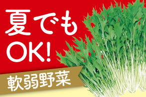 夏でもOK!軟弱野菜 