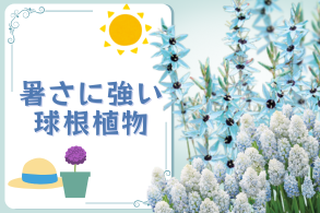 暑さに強い球根植物