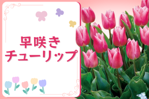 早咲きチューリップ