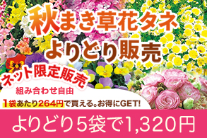 秋まき草花よりどり販売