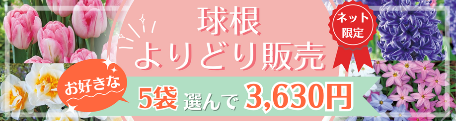 球根よりどり販売