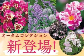 新登場