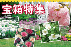 宝箱特集