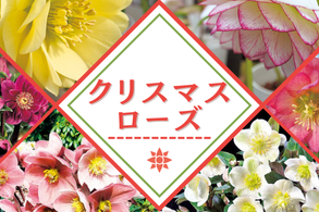 クリスマスローズ