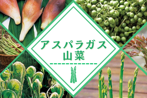アスパラガス・山菜