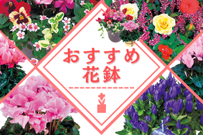 おすすめ花鉢