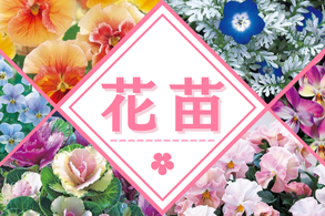 花苗