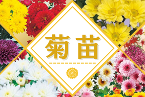 菊苗