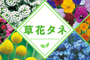 草花タネ