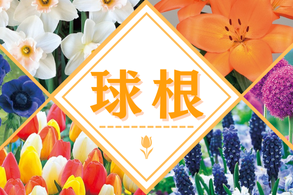 球根