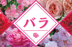 バラ