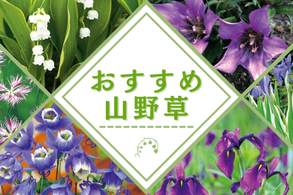 おすすめ山野草