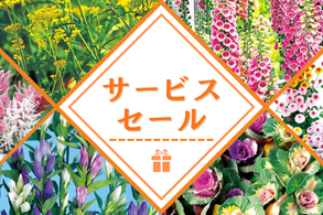 サービスセール