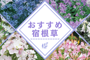 おすすめ宿根草